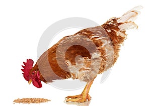 Rooster on white background, isolated object, live chicken, one closeup farm animal