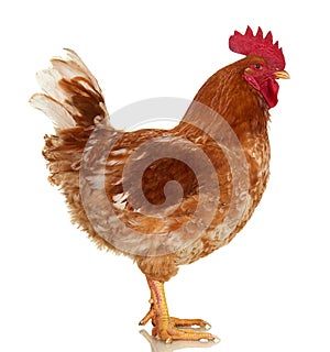 Rooster on white background, isolated object, live chicken, one closeup farm animal