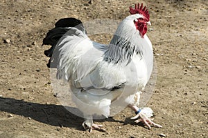 Rooster with white and black feathers