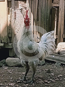 Rooster white chcken bird livestock