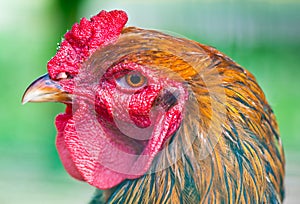 Rooster (close up)