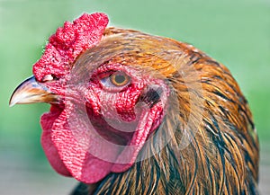 Rooster (close up)