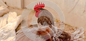 A rooster in the yard flaps its wings and starts crowing.