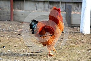 A rooster in the yard of our cousin.