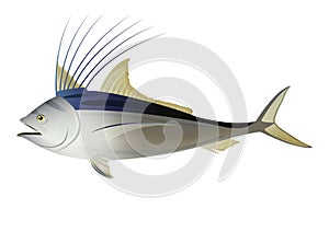 Roosterfish design Illustration. Vector Fish On White Background