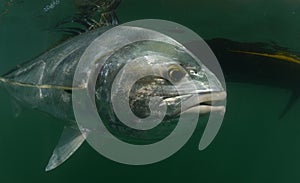 Roosterfish in ocean with kayak in background