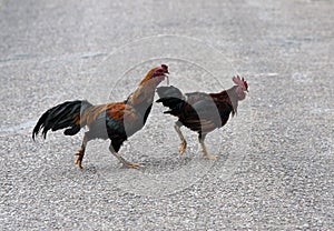 Roosters photo