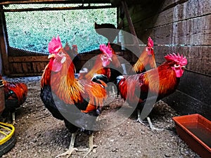 Roosters in a chicken coop on a home farm