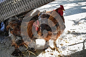 Roosters and chickens hide in the shade from scorching summer sun. Close-up.