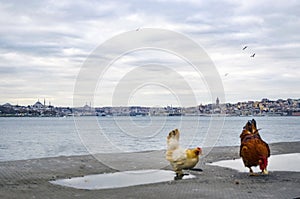 Roosters and chickens in the Istanbul Bosphorus