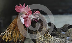 Roosters and chickens in their chicken coop