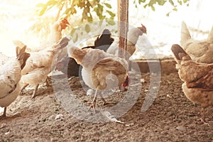 Roosters And Chickens In Their Chicken Coop.