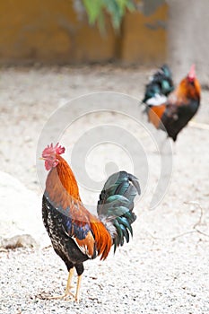 Roosters or cockerels in a yard