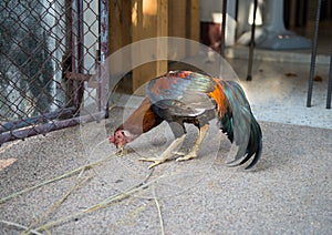 Roosters are eating on the floor