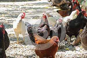 Roosters grazes freely in the garden. Farm poultry