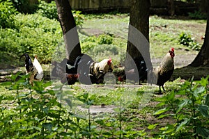 roosters and hens roam freely on a farm under the trees