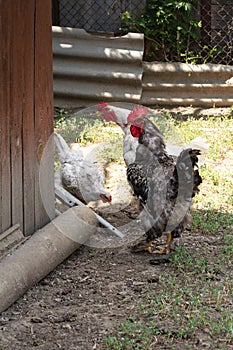 Roosters and hens. Two roosters and a free range hen