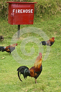 Roosters looking for fire