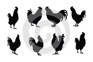 Roosters standing in different positions, silhouette set vector. Big rooster silhouette collection on a white background. Cute