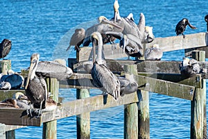 Roosting Brown Pelicans.