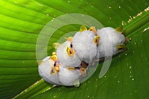 A roosting colony of the Honduran white bat Ectophylla alba shot in La Selva reserve, Costa Rica