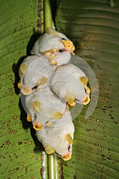 Roosting colony of Honduran white bats