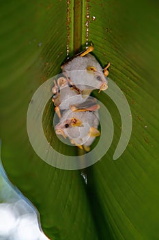 Roosting colony of Honduran white bats in Costa Rica