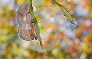 Roosting Eastern Red Bat