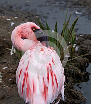 Roosting Flamingo Keeping Watch over the Marsh