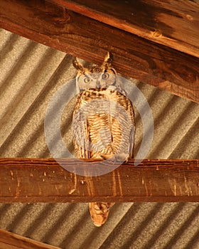 A Roosting Great Horned Owl