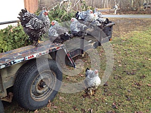 Roosting hens