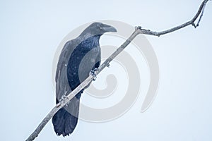 Roosting Raven - Bad Omen - Superstition - Myth photo