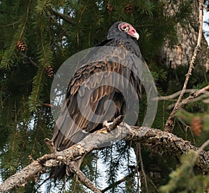 Roosting Turkey Vulture in pine tree