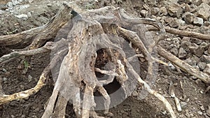 the root of the acacia tree that has begun to dry out photo