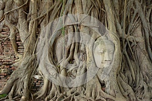 The root around Buddha statue head