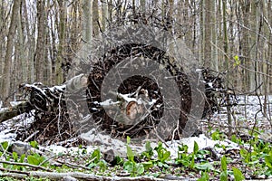 Root ball of a fallen tree in the forest