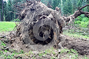 Root Ball of storm damaged tree