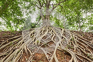 Root of banyan tree.