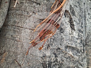 Root of Banyan tree.