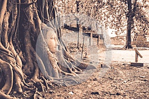 Root of Banyan Tree Enwrap The Buddha Head