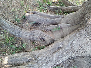 Root of bay fig tree,