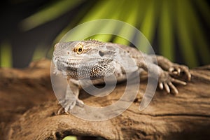 Lizard root, Bearded Dragon on black mirror background