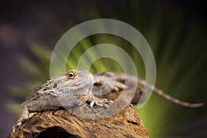 Lizard root, Bearded Dragon on black mirror background