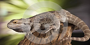 Lizard root, Bearded Dragon on black mirror background