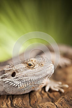 Lizard root, Bearded Dragon on green background