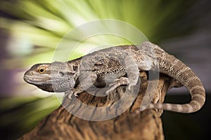 Lizard root, Bearded Dragon on green background