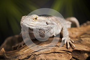 Lizard root, Bearded Dragon on green background