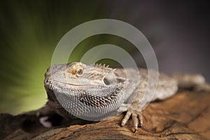 Lizard root, Bearded Dragon on green background