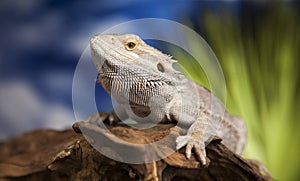 Lizard root, Bearded Dragon on green background
