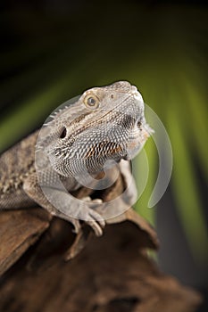 Lizard root, Bearded Dragon on green background